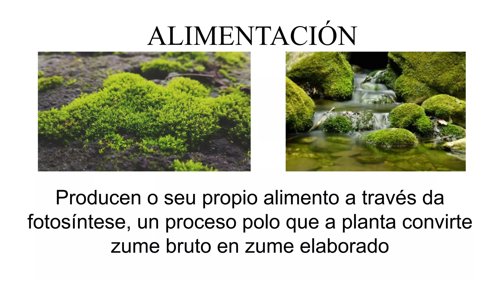 ALIMENTACIÓN
Producen o seu propio alimento a través da
fotosíntese, un proceso polo que a planta convirte
zume bruto en zume elaborado
 