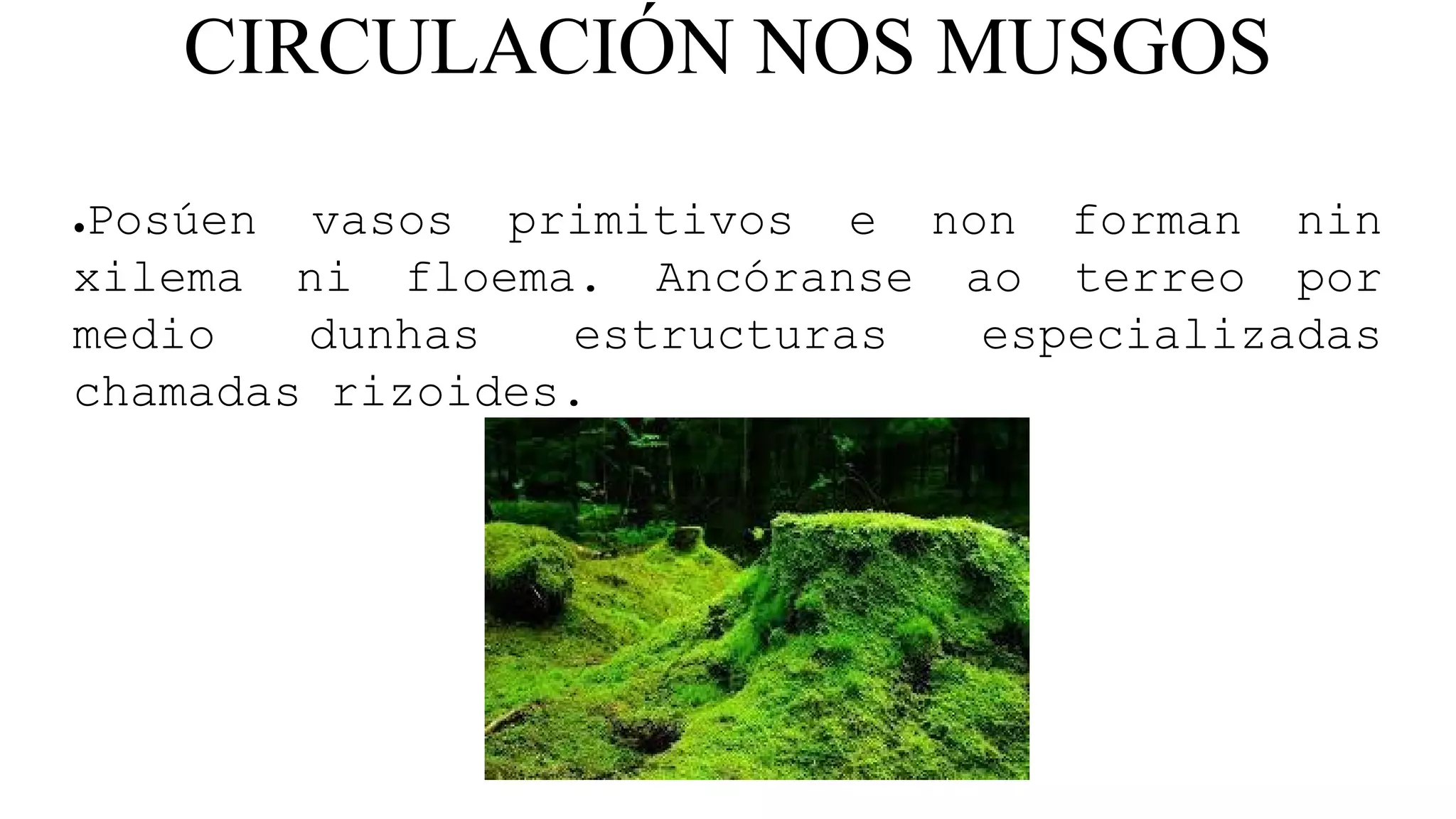 CIRCULACIÓN NOS MUSGOS
●Posúen vasos primitivos e non forman nin
xilema ni floema. Ancóranse ao terreo por
medio dunhas estructuras especializadas
chamadas rizoides.
 