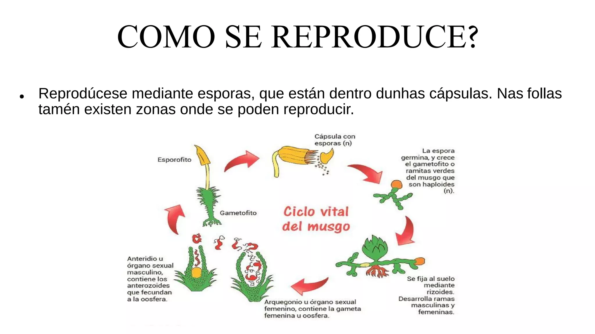 COMO SE REPRODUCE?
● Reprodúcese mediante esporas, que están dentro dunhas cápsulas. Nas follas
tamén existen zonas onde se poden reproducir.
 