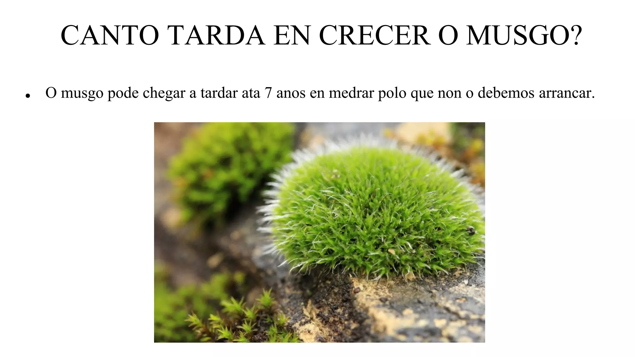 CANTO TARDA EN CRECER O MUSGO?
● O musgo pode chegar a tardar ata 7 anos en medrar polo que non o debemos arrancar.
 