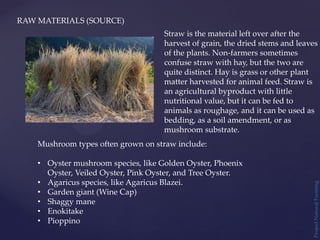 Project
Natural
Farming
RAW MATERIALS (SOURCE)
Straw is the material left over after the
harvest of grain, the dried stems and leaves
of the plants. Non-farmers sometimes
confuse straw with hay, but the two are
quite distinct. Hay is grass or other plant
matter harvested for animal feed. Straw is
an agricultural byproduct with little
nutritional value, but it can be fed to
animals as roughage, and it can be used as
bedding, as a soil amendment, or as
mushroom substrate.
Mushroom types often grown on straw include:
• Oyster mushroom species, like Golden Oyster, Phoenix
Oyster, Veiled Oyster, Pink Oyster, and Tree Oyster.
• Agaricus species, like Agaricus Blazei.
• Garden giant (Wine Cap)
• Shaggy mane
• Enokitake
• Pioppino
 