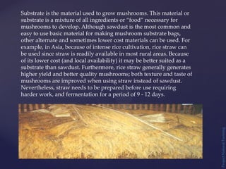 Project
Natural
Farming
Substrate is the material used to grow mushrooms. This material or
substrate is a mixture of all ingredients or “food” necessary for
mushrooms to develop. Although sawdust is the most common and
easy to use basic material for making mushroom substrate bags,
other alternate and sometimes lower cost materials can be used. For
example, in Asia, because of intense rice cultivation, rice straw can
be used since straw is readily available in most rural areas. Because
of its lower cost (and local availability) it may be better suited as a
substrate than sawdust. Furthermore, rice straw generally generates
higher yield and better quality mushrooms; both texture and taste of
mushrooms are improved when using straw instead of sawdust.
Nevertheless, straw needs to be prepared before use requiring
harder work, and fermentation for a period of 9 - 12 days.
 