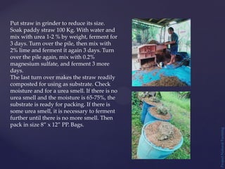 Project
Natural
Farming
Put straw in grinder to reduce its size.
Soak paddy straw 100 Kg. With water and
mix with urea 1-2 % by weight, ferment for
3 days. Turn over the pile, then mix with
2% lime and ferment it again 3 days. Turn
over the pile again, mix with 0.2%
magnesium sulfate, and ferment 3 more
days.
The last turn over makes the straw readily
composted for using as substrate. Check
moisture and for a urea smell. If there is no
urea smell and the moisture is 65-75%, the
substrate is ready for packing. If there is
some urea smell, it is necessary to ferment
further until there is no more smell. Then
pack in size 8” x 12” PP. Bags.
 