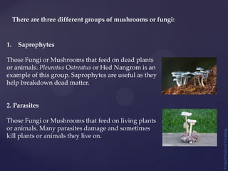 There are three different groups of mushrooms or fungi:
1. Saprophytes
Those Fungi or Mushrooms that feed on dead plants
or animals. Pleurotus Ostreatus or Hed Nangrom is an
example of this group. Saprophytes are useful as they
help breakdown dead matter.
2. Parasites
Those Fungi or Mushrooms that feed on living plants
or animals. Many parasites damage and sometimes
kill plants or animals they live on.
Project
Natural
Farming
 