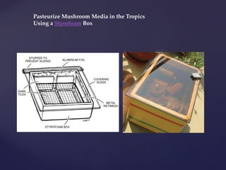 Pasteurize Mushroom Media in the Tropics
Using a Styrofoam Box
 