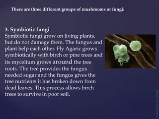 There are three different groups of mushrooms or fungi:
3. Symbiotic fungi
Symbiotic fungi grow on living plants,
but do not damage them. The fungus and
plant help each other. Fly Agaric grows
symbiotically with birch or pine trees and
its mycelium grows around the tree
roots. The tree provides the fungus
needed sugar and the fungus gives the
tree nutrients it has broken down from
dead leaves. This process allows birch
trees to survive in poor soil.
Project
Natural
Farming
 