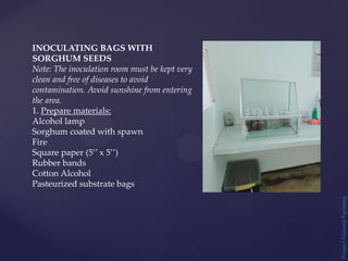 Project
Natural
Farming
INOCULATING BAGS WITH
SORGHUM SEEDS
Note: The inoculation room must be kept very
clean and free of diseases to avoid
contamination. Avoid sunshine from entering
the area.
1. Prepare materials:
Alcohol lamp
Sorghum coated with spawn
Fire
Square paper (5’’ x 5’’)
Rubber bands
Cotton Alcohol
Pasteurized substrate bags
 