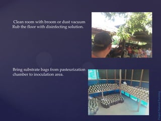 Project
Natural
Farming
Clean room with broom or dust vacuum
Rub the floor with disinfecting solution.
Bring substrate bags from pasteurization
chamber to inoculation area.
 