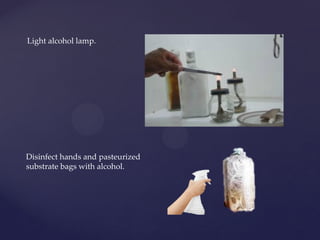Light alcohol lamp.
Disinfect hands and pasteurized
substrate bags with alcohol.
 