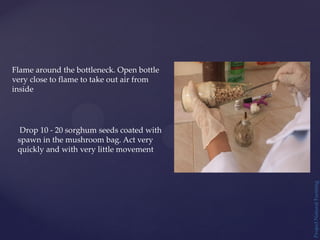 Project
Natural
Farming
Flame around the bottleneck. Open bottle
very close to flame to take out air from
inside
Drop 10 - 20 sorghum seeds coated with
spawn in the mushroom bag. Act very
quickly and with very little movement
 