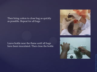 Project
Natural
Farming
Then bring cotton to close bag as quickly
as possible. Repeat for all bags
Leave bottle near the flame until all bags
have been inoculated. Then close the bottle
 