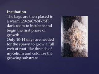 Incubation
The bags are then placed in
a warm (20-24C/68F-75F)
dark room to incubate and
begin the first phase of
growth.
Only 10-14 days are needed
for the spawn to grow a full
web of root-like threads of
mycelium and colonise the
growing substrate.
 