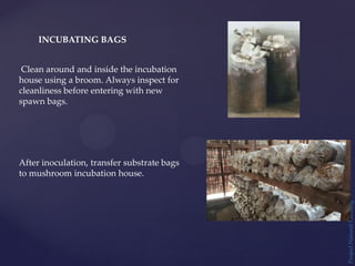 Project
Natural
Farming
INCUBATING BAGS
Clean around and inside the incubation
house using a broom. Always inspect for
cleanliness before entering with new
spawn bags.
After inoculation, transfer substrate bags
to mushroom incubation house.
 