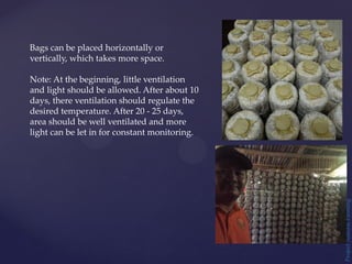Project
Natural
Farming
Bags can be placed horizontally or
vertically, which takes more space.
Note: At the beginning, little ventilation
and light should be allowed. After about 10
days, there ventilation should regulate the
desired temperature. After 20 - 25 days,
area should be well ventilated and more
light can be let in for constant monitoring.
 