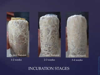 Project
Natural
Farming
Project Natural Project Natural Project Natural
INCUBATION STAGES
1-2 weeks 2-3 weeks 3-4 weeks
 