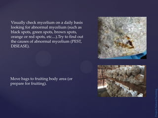 Project
Natural
Farming
Visually check mycelium on a daily basis
looking for abnormal mycelium (such as
black spots, green spots, brown spots,
orange or red spots, etc....).Try to find out
the causes of abnormal mycelium (PEST,
DISEASE).
Move bags to fruiting body area (or
prepare for fruiting).
 