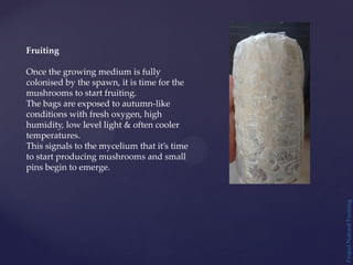 Project
Natural
Farming
Fruiting
Once the growing medium is fully
colonised by the spawn, it is time for the
mushrooms to start fruiting.
The bags are exposed to autumn-like
conditions with fresh oxygen, high
humidity, low level light & often cooler
temperatures.
This signals to the mycelium that it’s time
to start producing mushrooms and small
pins begin to emerge.
 