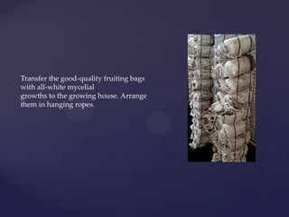Transfer the good-quality fruiting bags
with all-white mycelial
growths to the growing house. Arrange
them in hanging ropes.
 