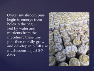 Project
Natural
Farming
Oyster mushroom pins
begin to emerge from
holes in the bag….
Fed by water and
nutrients from the
mycelium, these tiny
pins then rapidly grow
and develop into full size
mushrooms in just 5-7
days.
 