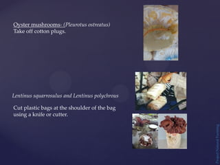 Project
Natural
Farming
Oyster mushrooms- (Pleurotus ostreatus)
Take off cotton plugs.
Cut plastic bags at the shoulder of the bag
using a knife or cutter.
Lentinus squarrosulus and Lentinus polychrous
 