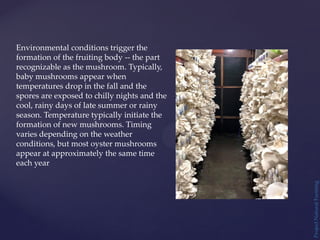 Project
Natural
Farming
Environmental conditions trigger the
formation of the fruiting body -- the part
recognizable as the mushroom. Typically,
baby mushrooms appear when
temperatures drop in the fall and the
spores are exposed to chilly nights and the
cool, rainy days of late summer or rainy
season. Temperature typically initiate the
formation of new mushrooms. Timing
varies depending on the weather
conditions, but most oyster mushrooms
appear at approximately the same time
each year
 