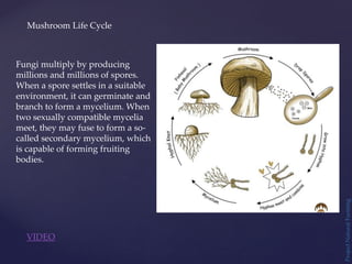 Mushroom Life Cycle
Project
Natural
Farming
Fungi multiply by producing
millions and millions of spores.
When a spore settles in a suitable
environment, it can germinate and
branch to form a mycelium. When
two sexually compatible mycelia
meet, they may fuse to form a so-
called secondary mycelium, which
is capable of forming fruiting
bodies.
VIDEO
 
