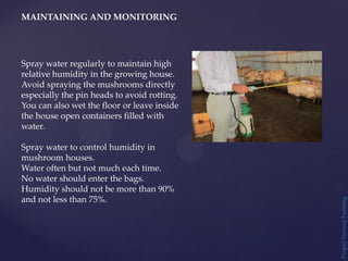 Project
Natural
Farming
MAINTAINING AND MONITORING
Spray water regularly to maintain high
relative humidity in the growing house.
Avoid spraying the mushrooms directly
especially the pin heads to avoid rotting.
You can also wet the floor or leave inside
the house open containers filled with
water.
Spray water to control humidity in
mushroom houses.
Water often but not much each time.
No water should enter the bags.
Humidity should not be more than 90%
and not less than 75%.
 