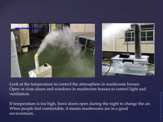 Project
Natural
Farming
Look at the temperature to control the atmosphere in mushroom houses
Open or close doors and windows in mushroom houses to control light and
ventilation.
If temperature is too high, leave doors open during the night to change the air.
When people feel comfortable, it means mushrooms are in a good
environment.
 