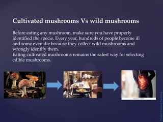 Project
Natural
Farming
Cultivated mushrooms Vs wild mushrooms
Before eating any mushroom, make sure you have properly
identified the specie. Every year, hundreds of people become ill
and some even die because they collect wild mushrooms and
wrongly identify them.
Eating cultivated mushrooms remains the safest way for selecting
edible mushrooms.
 