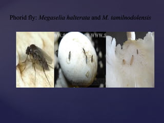 Phorid fly: Megaselia halterata and M. tamilnodolensis
 