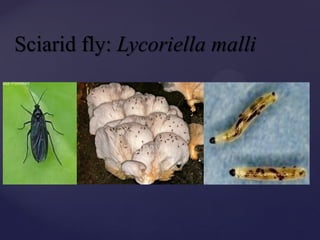 Sciarid fly: Lycoriella malli
 