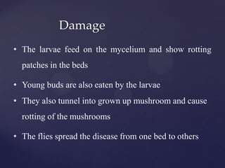 Damage
• The larvae feed on the mycelium and show rotting
patches in the beds
• Young buds are also eaten by the larvae
• They also tunnel into grown up mushroom and cause
rotting of the mushrooms
• The flies spread the disease from one bed to others
 