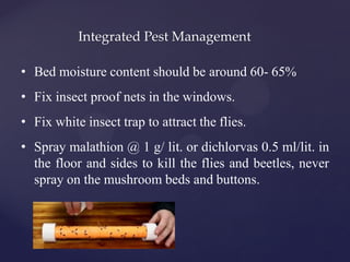 Integrated Pest Management
• Bed moisture content should be around 60- 65%
• Fix insect proof nets in the windows.
• Fix white insect trap to attract the flies.
• Spray malathion @ 1 g/ lit. or dichlorvas 0.5 ml/lit. in
the floor and sides to kill the flies and beetles, never
spray on the mushroom beds and buttons.
 