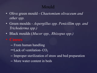 Mould
• Olive green mould - Chaetomium olivaceum and
other spp.
• Green moulds - Aspergillus spp. Penicillim spp. and
Trichoderma spp.)
• Black moulds (Mucor spp., Rhizopus spp.)
• Causes
– From human handling
–Lack of ventilation- CO2
– Improper sterilization of straw and bed preparation
– More water content in beds
 