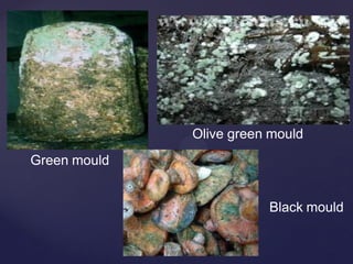 Green mould
Olive green mould
Black mould
 