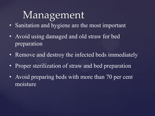 Management
• Sanitation and hygiene are the most important
• Avoid using damaged and old straw for bed
preparation
• Remove and destroy the infected beds immediately
• Proper sterilization of straw and bed preparation
• Avoid preparing beds with more than 70 per cent
moisture
 