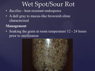 Wet Spot/Sour Rot
• Bacillus - heat resistant endospores
• A dull gray to mucus-like brownish slime
characterized
Management
• Soaking the grain at room temperature 12 - 24 hours
prior to sterilization
 
