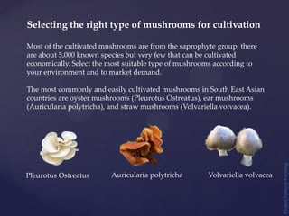 Project
Natural
Farming
Selecting the right type of mushrooms for cultivation
Most of the cultivated mushrooms are from the saprophyte group; there
are about 5,000 known species but very few that can be cultivated
economically. Select the most suitable type of mushrooms according to
your environment and to market demand.
The most commonly and easily cultivated mushrooms in South East Asian
countries are oyster mushrooms (Pleurotus Ostreatus), ear mushrooms
(Auricularia polytricha), and straw mushrooms (Volvariella volvacea).
Pleurotus Ostreatus Auricularia polytricha Volvariella volvacea
 