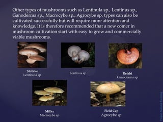 Project
Natural
Farming
Other types of mushrooms such as Lentinula sp., Lentinus sp.,
Ganoderma sp., Macrocybe sp., Agrocybe sp. types can also be
cultivated successfully but will require more attention and
knowledge. It is therefore recommended that a new comer in
mushroom cultivation start with easy to grow and commercially
viable mushrooms.
Shitake
Lentinula sp
Lentinus sp Reishi
Ganoderma sp
Milky
Macrocybe sp
Field Cap
Agrocybe sp
 