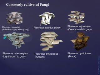 Project
Natural
Farming
Commonly cultivated Fungi
Pleurotus Hungarian
(Pale blue to grey when young)
Pleurotus sapidus (Grey)
Pleurotus sajor-cajou
(Cream to white grey)
Pleurotus tuber-regium
(Light brown to gray)
Pleurotus cystidiosus
(Cream)
Pleurotus cystidiosus
(Black)
 