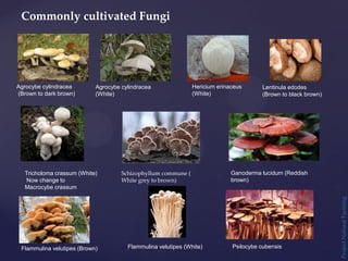 Project
Natural
Farming
Commonly cultivated Fungi
Agrocybe cylindracea
(Brown to dark brown)
Agrocybe cylindracea
(White)
Hericium erinaceus
(White)
Lentinula edodes
(Brown to black brown)
Tricholoma crassum (White)
Now change to
Macrocybe crassum
Schizophyllum commune (
White grey to brown)
Flammulina velutipes (Brown) Flammulina velutipes (White)
Ganoderma lucidum (Reddish
brown)
Psilocybe cubensis
 