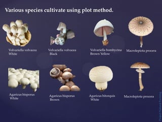 Project
Natural
Farming
Various species cultivate using plot method.
Volvariella volvacea
White
Volvariella volvacea
Black
Volvariella bombycina
Brown Yellow
Agaricus bisporus
White
Agaricus bisporus
Brown
Agaricus bitorquis
White
Macrolepiota procera
Macrolepiota procera
 