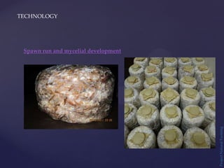 TECHNOLOGY
Project
Natural
Farming
Spawn run and mycelial development
 