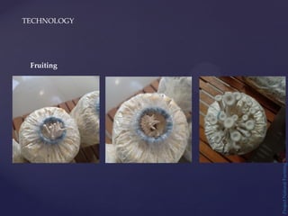 TECHNOLOGY
Project
Natural
Farming
Fruiting
 