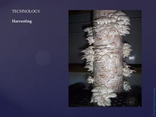 TECHNOLOGY
Project
Natural
Farming
Harvesting
 