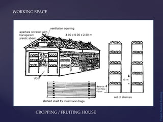 WORKING SPACE
Project
Natural
Farming
CROPPING / FRUITING HOUSE
 
