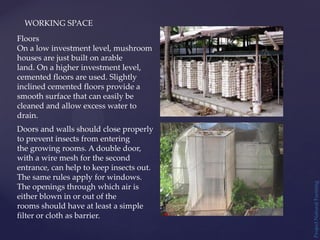 Floors
On a low investment level, mushroom
houses are just built on arable
land. On a higher investment level,
cemented floors are used. Slightly
inclined cemented floors provide a
smooth surface that can easily be
cleaned and allow excess water to
drain.
Doors and walls should close properly
to prevent insects from entering
the growing rooms. A double door,
with a wire mesh for the second
entrance, can help to keep insects out.
The same rules apply for windows.
The openings through which air is
either blown in or out of the
rooms should have at least a simple
filter or cloth as barrier.
WORKING SPACE
Project
Natural
Farming
 