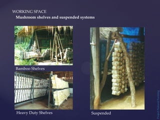 WORKING SPACE
Project
Natural
Farming
Bamboo Shelves
Heavy Duty Shelves Suspended
Mushroom shelves and suspended systems
 