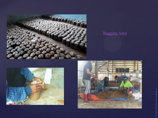 Bagging Area
Project
Natural
Farming
 