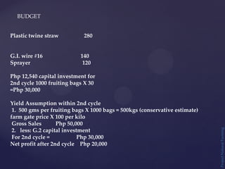BUDGET
Project
Natural
Farming
Plastic twine straw 280
G.I. wire #16 140
Sprayer 120
Php 12,540 capital investment for
2nd cycle 1000 fruiting bags X 30
=Php 30,000
Yield Assumption within 2nd cycle
1. 500 gms per fruiting bags X 1000 bags = 500kgs (conservative estimate)
farm gate price X 100 per kilo
Gross Sales Php 50,000
2. less: G.2 capital investment
For 2nd cycle = Php 30,000
Net profit after 2nd cycle Php 20,000
 